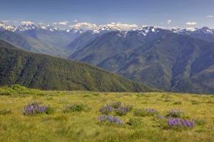 USA, Washington, Olympic National Park, Hurricane Ridge, Olympic Mountain Range