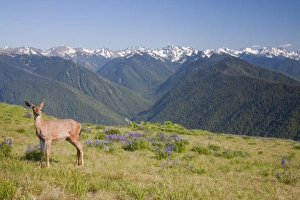 USA, Washington, Olympic National Park, Hurricane Ridge, Black-tailed deer, Olympic Mountain Range