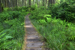 Images Dated 29th June 2009: USA, Washington, Olympic National Park, Cape Alava trail, cedar boardwalk