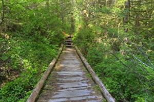 Images Dated 29th June 2009: USA, Washington, Olympic National Park, Cape Alava trail, cedar boardwalk