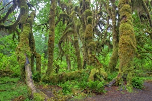 Images Dated 24th June 2009: USA, Washington, Olympic National Park