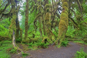 Images Dated 24th June 2009: USA, Washington, Olympic National Park