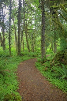 Images Dated 25th June 2009: USA, Washington, Olympic National Park, Quinault Rain Forest, moss covered trees