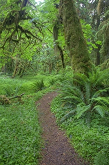 Images Dated 25th June 2009: USA, Washington, Olympic National Park, Quinault Rain Forest, Maple Glade trail, ferns