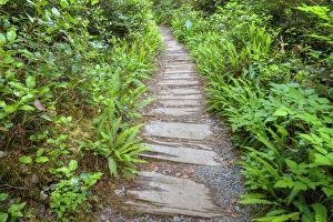 Images Dated 28th June 2009: USA, Washington, Olympic National Park, Cape Alava trail, cedar boardwalk