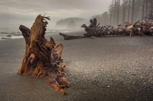 Images Dated 25th June 2009: USA, Washington, Olympic National Park, Rialto Beach, Beached trees and logs