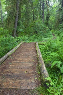 USA, Washington, Olympic National Park, Quinault Rain Forest, Maple Glade trail, ferns