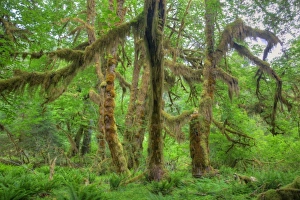 Images Dated 22nd June 2009: USA, Washington, Olympic National Park, Hoh Rain Forest, moss covered Big Leaf Maple