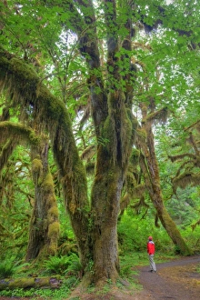 Images Dated 24th June 2009: USA, Washington, Olympic National Park