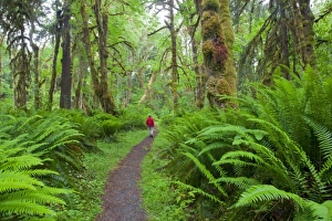 USA, Washington, Olympic National Park, Quinault Rain Forest, Maple Glade trail, ferns