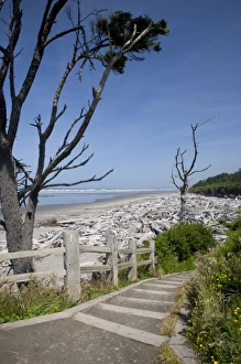 Images Dated 26th June 2009: USA, Washington, Olympic National Park, storm tossed logs at Kalaloch Beach