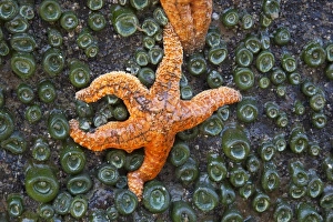 USA, Washington, Olympic National Park, Beach 4, Tidepool scene; Ochre Sea Stars
