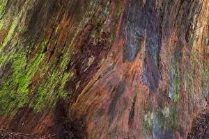Images Dated 19th March 2015: USA, Washington, Olympic Natonal Park. Detail of a rotten stump with moss. Credit as