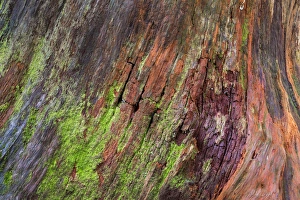 Stump Prints: USA, Washington, Olympic Natonal Park. Detail of a rotten stump with moss. Credit as