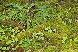 Images Dated 21st October 2005: USA. Washington. Olympic NP. Hoh River rainforest