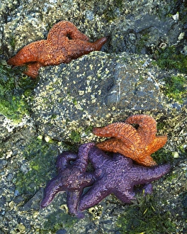 Tide Pool Prints: USA, Washington, Orcas Island