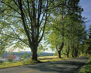 Charles Gurche Prints: USA, Washington, Orcas Island, Crow Valley