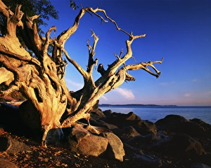 Charles Gurche Prints: USA, Washington, Orcas Island, Driftwood at sunrise