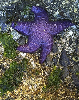Tide Pool Prints: USA, Washington, Orcas Island, Purple Star, Starfish