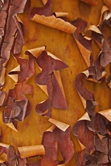 Peeling Prints: USA, Washington. Detail of Pacific madrona tree bark