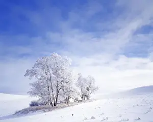 USA, Washington, Palouse Area, Frosted Black Locust Trees