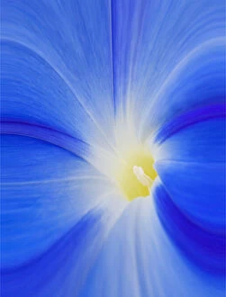Images Dated 30th August 2006: USA, Washington, Palouse. Close-up of a morning glory flower