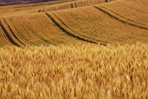 USA, Washington, Palouse Country, Fields of Golden Harvest Wheat