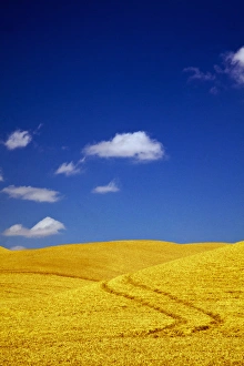 Images Dated 9th August 2009: USA, Washington, Palouse Country, Fields of Golden Harvest Wheat