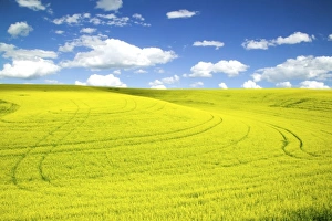 Images Dated 13th June 2005: USA, Washington, Palouse Country, Tracks leading through Blooming Canola and Wheat Fields