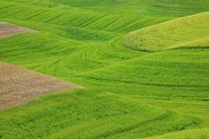 Images Dated 16th June 2005: USA, Washington, Palouse Country, Hills of Barley and Wheat