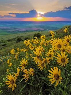 Sunflower Prints: USA, Washington, Palouse Hills. Landscape with Douglas sunflowers. Credit as