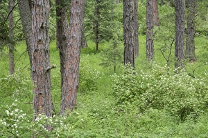 Images Dated 31st May 2015: USA, Washington, Palouse Hills, Kamiak Butte. Forest with flowering ninebark shrubs