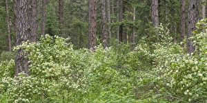 USA, Washington, Palouse Hills, Kamiak Butte. Forest with flowering ninebark shrubs
