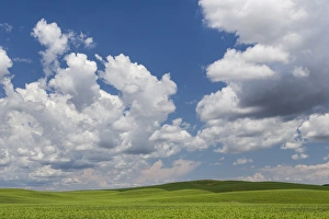 Images Dated 28th May 2015: USA, Washington, Palouse Hills. Field of spring peas