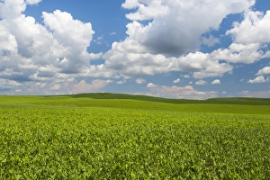 Images Dated 28th May 2015: USA, Washington, Palouse Hills. Field of spring peas