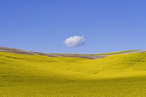 Ripe Prints: USA, Washington, Palouse. Ripe canola crop and cloud
