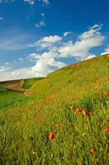 Images Dated 7th June 2009: USA, Washington, Palouse. Wheat field in Washingtons rich Palouse farmland