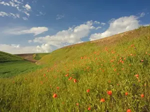 The Palouse Prints: USA, Washington, Palouse. Wheat field in Washingtons rich Palouse farmland