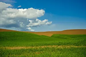 Images Dated 7th June 2009: USA, Washington, Palouse. Wheat field in Washingtons rich Palouse farmland