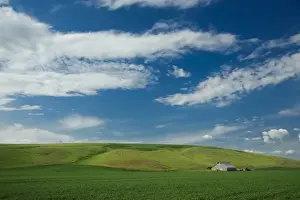 Images Dated 7th June 2009: USA, Washington, Palouse. Wheat field in Washingtons rich Palouse farmland