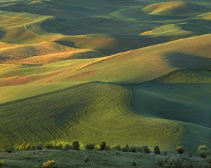 Images Dated 20th March 2013: USA, Washington, Palouse, whitman County, Steptoe Butte