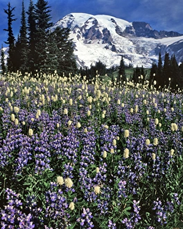 Images Dated 5th October 2016: USA, Washington, Paradise Park. Field of lupine and bistort
