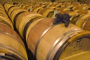 Images Dated 6th October 2005: USA, Washington, Paterson. A bunch of grapes sit on an oak barrel at Columbia Crest Winery