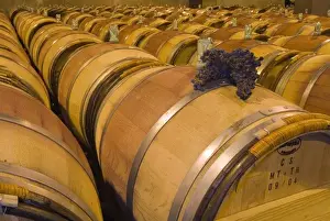 Bunch Prints: USA, Washington, Paterson. A bunch of grapes sit on an oak barrel at Columbia Crest Winery