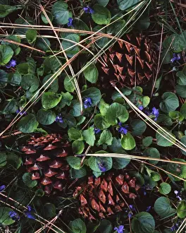 Charles Gurche Prints: USA, Washington, Ponderosa Pine cones and Blue Violets