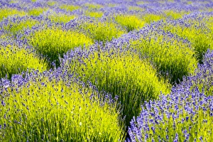 Herb Prints: USA, Washington, Port Angeles, Lavender Field