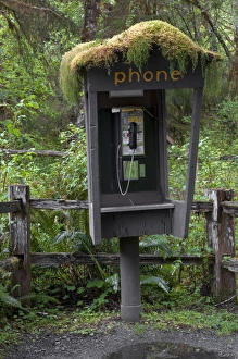 Images Dated 18th May 2010: USA, Washington, Port Angeles, Olympic National Park, Hoh Rain Forest