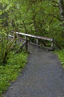 Pathway Prints: USA, Washington, Port Angeles, Olympic National Park, Hoh Rain Forest