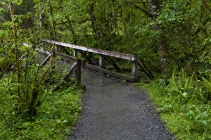 Images Dated 18th May 2010: USA, Washington, Port Angeles, Olympic National Park, Hoh Rain Forest