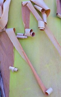 Arbutus Prints: USA, Washington, Port Townsend